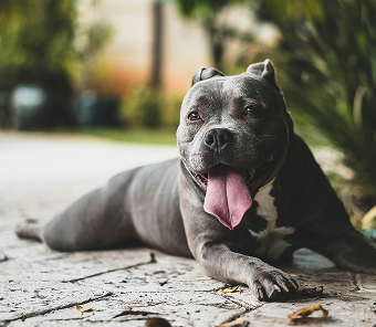 Perro de la empresa en un entorno al aire libre